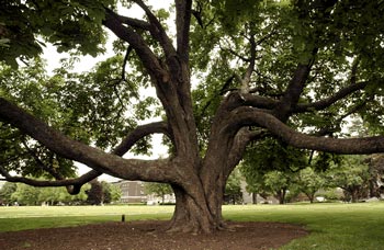 cocobolo-baum