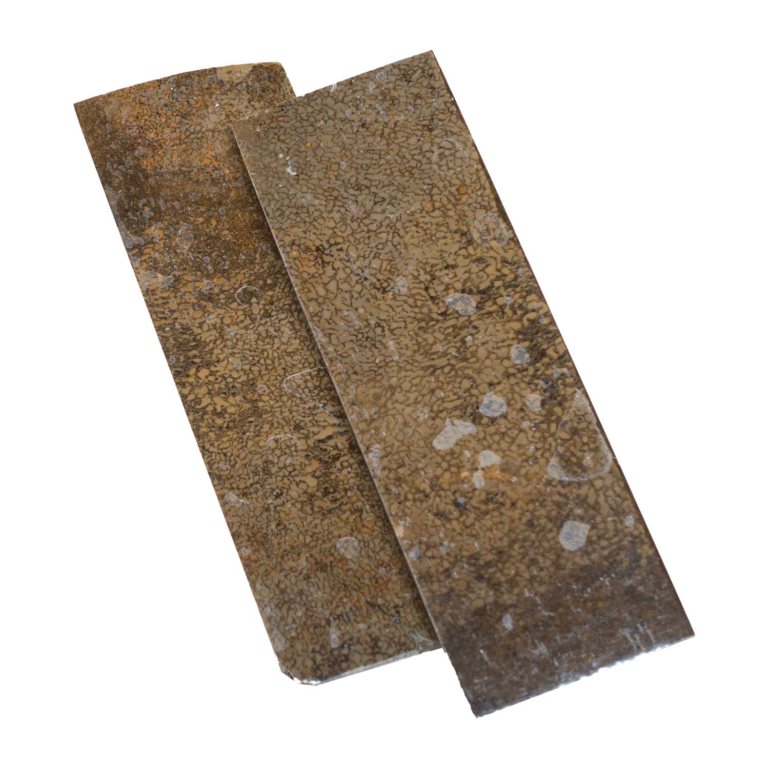 Echter Dinosaurier Knochen - Griffschalenpaar -  125 x 42 x 6 mm